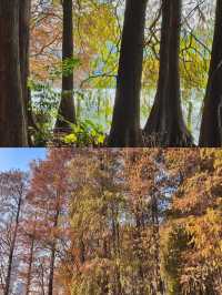 深圳洪湖公園|白鷺翩翩，水中落羽杉美哭