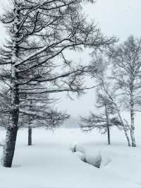 Explore the Dynamic Skiing Experience at Shiga Kogen Ski Resort in Nagano
