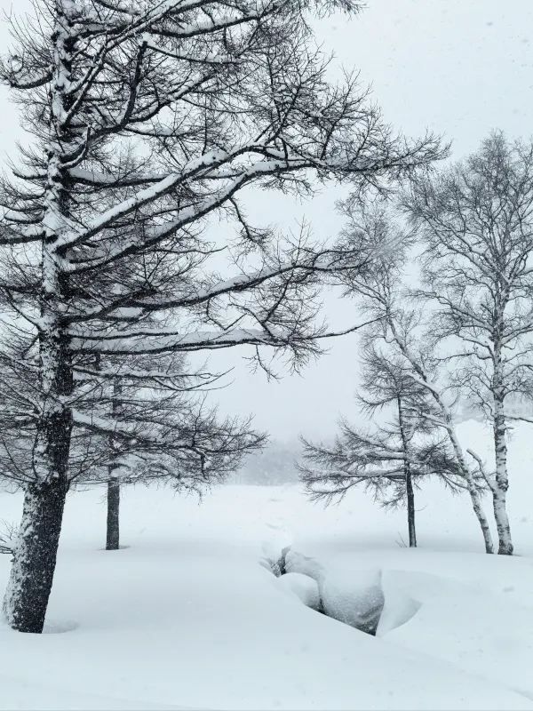 Explore the Dynamic Skiing Experience at Shiga Kogen Ski Resort in Nagano