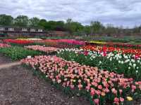 Complete Guide to the Hampton Court Palace Tulip Festival