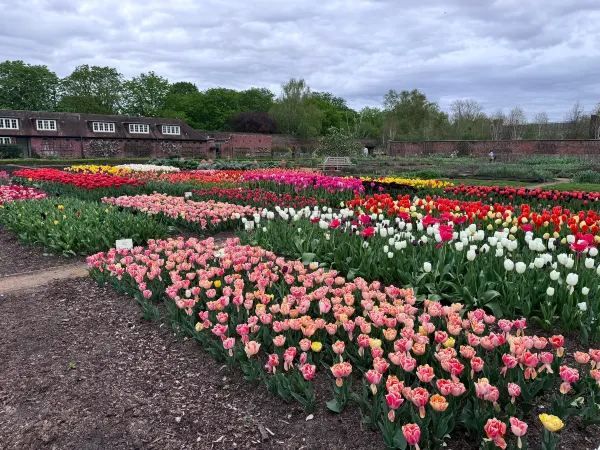 Complete Guide to the Hampton Court Palace Tulip Festival