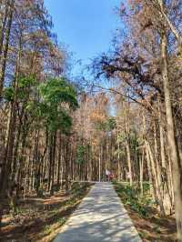 特成沙濕地公園，小眾浪漫打卡處