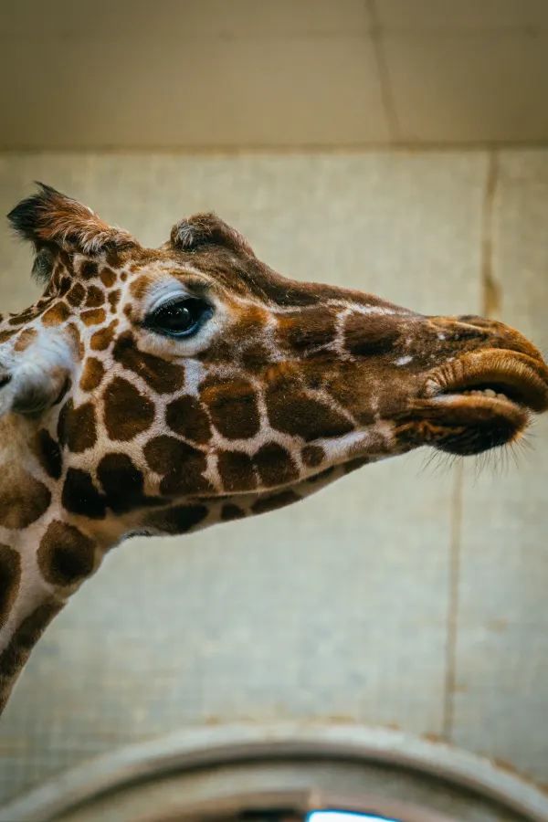 London Zoo is a great place to visit