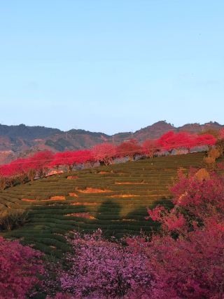 過年好去處龍岩3日遊全攻略必收藏