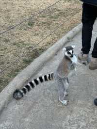 杭州野生動物園親測攻略