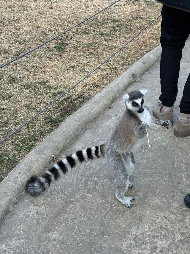杭州野生動物園親測攻略