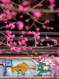 報～ 望江樓公園的梅花已到最佳觀賞期！