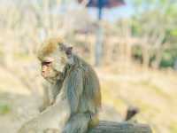 武漢動物園遊玩攻略