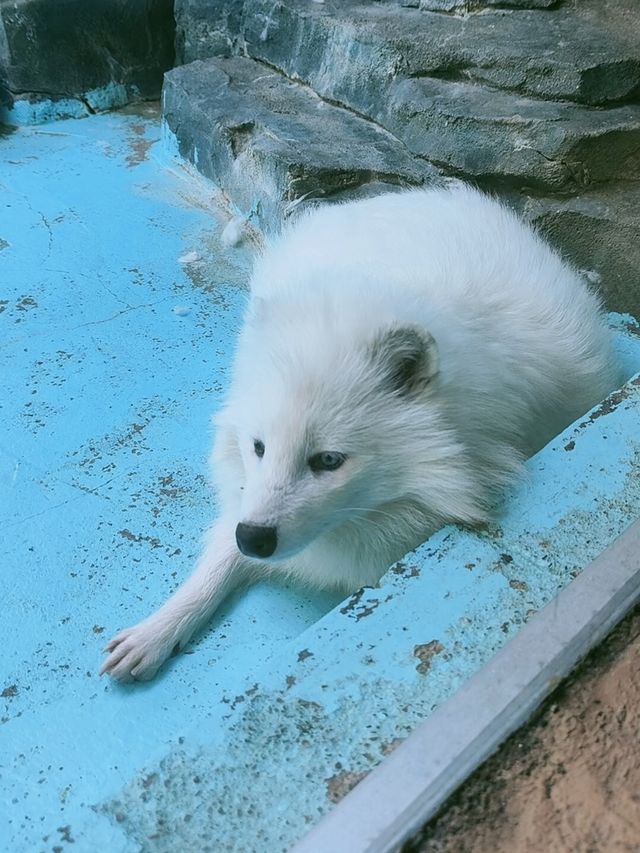 西寧野生動物園：一場熱血沸騰的動物奇遇之旅