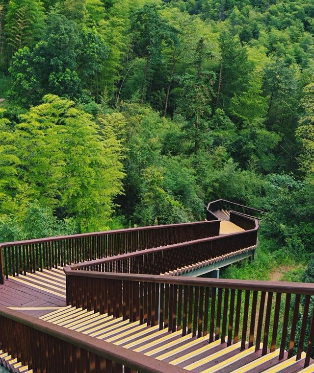 城市綠肺，天然氧吧，中坡山森林公園