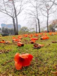 廈門南湖公園四季五彩繽紛，休閒好地方！