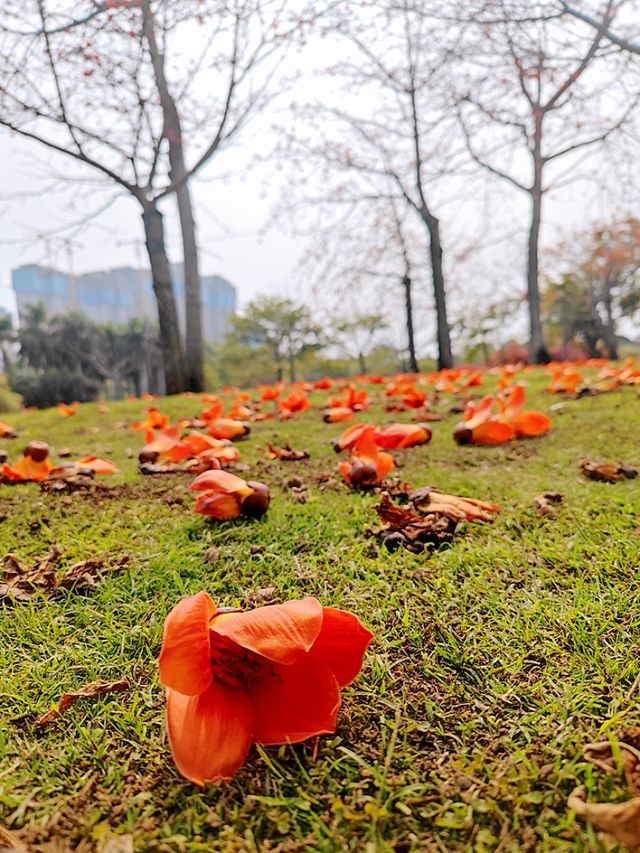廈門南湖公園四季五彩繽紛，休閒好地方！