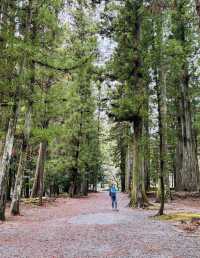 櫻花季怎能不來熊野古道遠足！