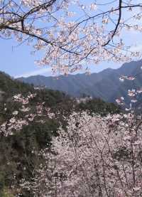 萬畝櫻花田，配上雪景真美了