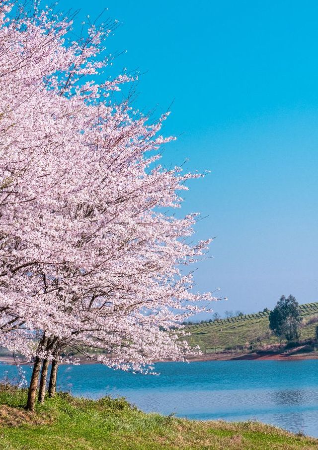 聽《國家地理》的‼️今年就去平壩看櫻花