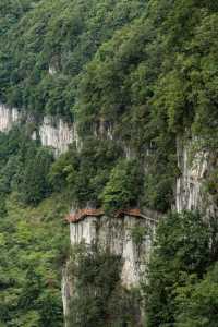 我在畢節找到一個原始森林高原峽谷秘境｜大方油杉河景區
