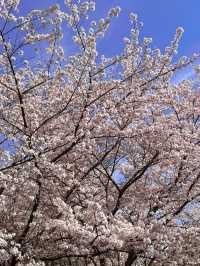 🌸上海虹口足球場，櫻花綻放的美景如詩如畫🌸