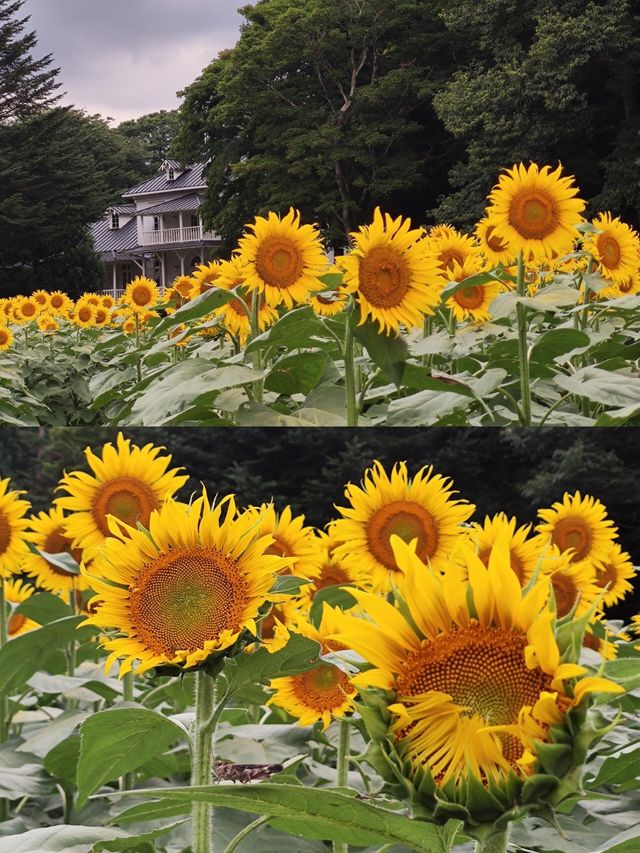 在那須鹽原的山川間，尋找生活的答案