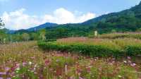 漫山遍野的粉色花瓣