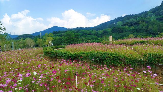 漫山遍野的粉色花瓣