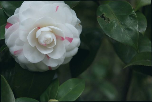 成都植物園｜賞花遛娃露營好去處