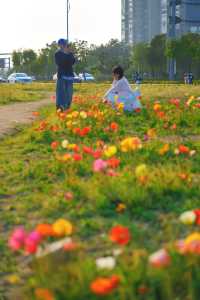 泉州濱海公園虞美人花海：現狀痛心