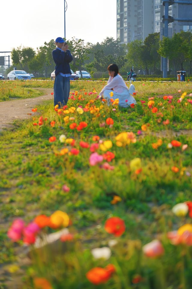 泉州濱海公園虞美人花海：現狀痛心