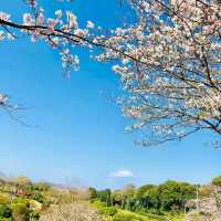 🌸福岡能古島 | 邂逅粉色的春日浪漫