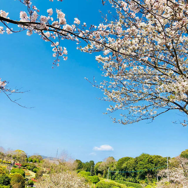 🌸福岡能古島 | 邂逅粉色的春日浪漫