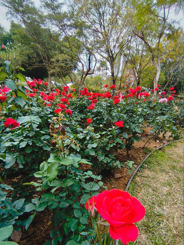 Roses are red, that means i Love You! ❤️🌹