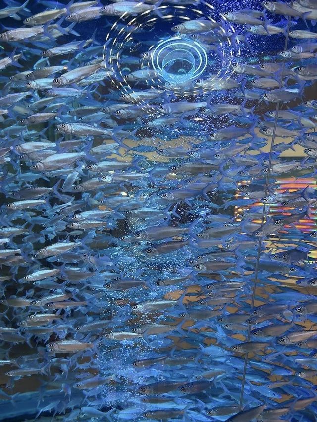 三亞這個不用花錢的水族館，真的讓人上頭！