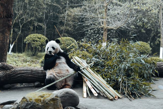 一個可以近距離看熊貓的地方，照片很不錯