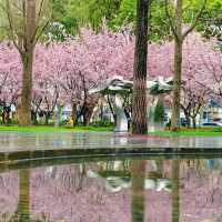 雨中櫻影 | 靜安雕塑公園限定浪漫🌸