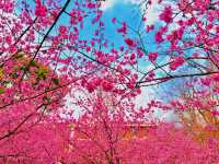 中山植園秀，花木韻長留，四季景皆優