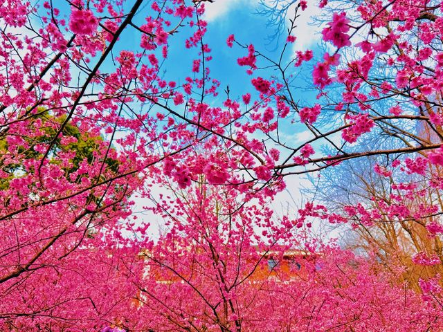 中山植園秀，花木韻長留，四季景皆優
