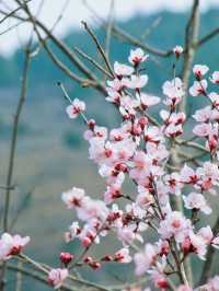 春日限定 | ‌ ‌‌桃花源賞桃花遊玩攻略