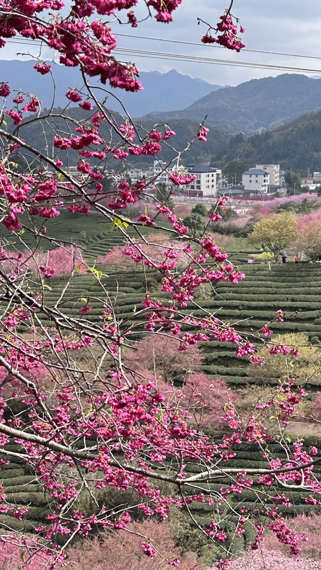 帶上86歲的老媽去福建看櫻花