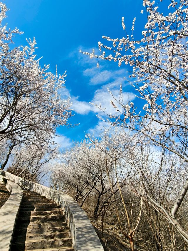 春天來了，開了