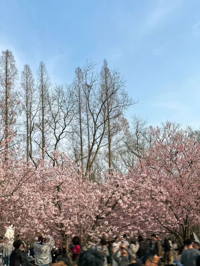 準備迎接人潮！南京中山植物園賞櫻花