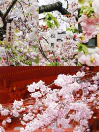 Complete Guide to Cherry Blossom Viewing in Kansai, Japan 🌸