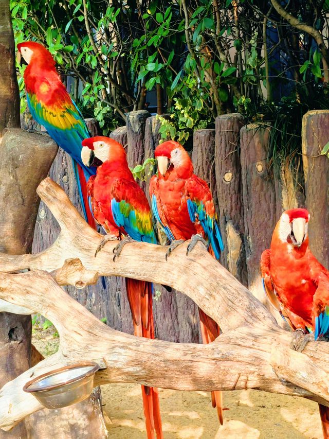 上海野生動物園：與動物共度難忘時光