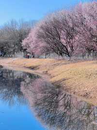【春日限定】奧森桃花谷 花海美得令人心醉