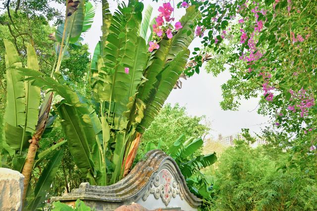深圳園博園的簕杜鵑瀑布盛宴