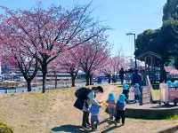 在日本四國德島中央公園欣賞櫻花
