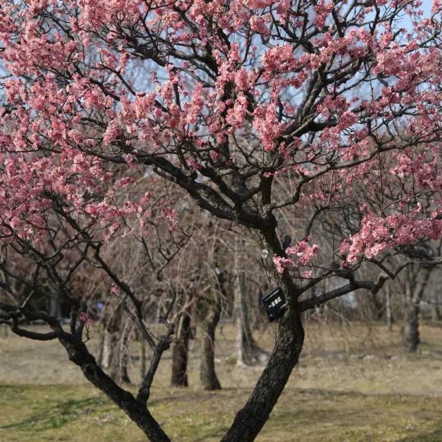 Nagai Botanical Garden, a super healing green paradise