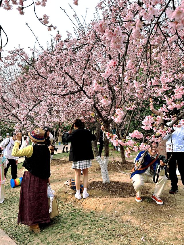 「春遊必去！南京觀音門櫻花盛宴等你來」