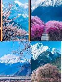 闖入現實版桃花源！林芝雪山花海封神了！