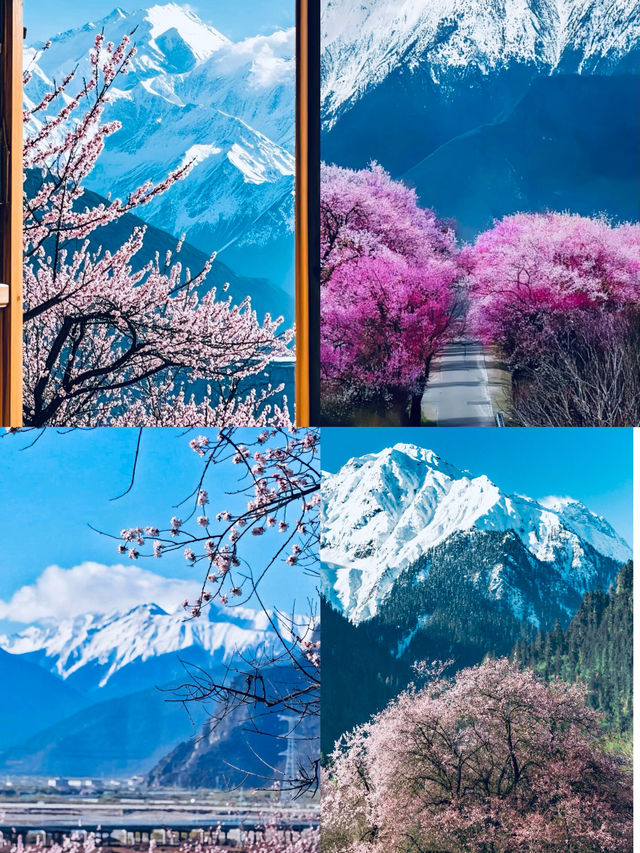 闖入現實版桃花源！林芝雪山花海封神了！