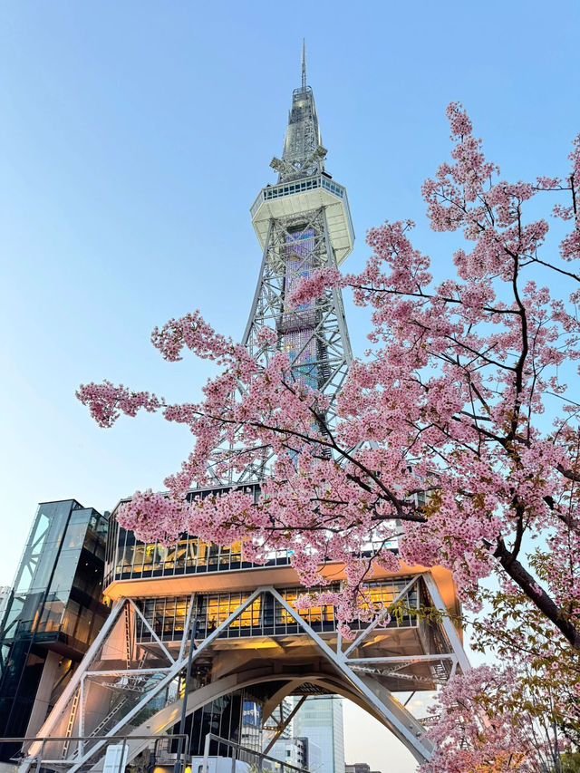 標題：名古屋嘅櫻花，浪漫到心坎里💕