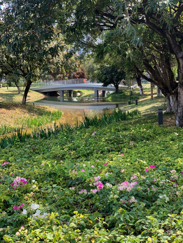 🌳深圳新安公園：鬧市中的靜謐綠洲